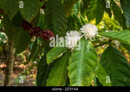 De petites fleurs blanches parfumées poussent là où les feuilles et les branches se rencontrent. Le parfum des fleurs de café est tout simplement merveilleusement profond Banque D'Images