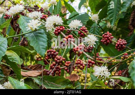 De petites fleurs blanches parfumées poussent là où les feuilles et les branches se rencontrent. Le parfum des fleurs de café est tout simplement merveilleusement profond Banque D'Images