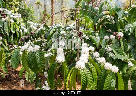 De petites fleurs blanches parfumées poussent là où les feuilles et les branches se rencontrent. Le parfum des fleurs de café est juste merveilleusement profond et sans Banque D'Images