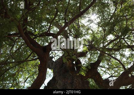 La lumière du soleil s'infiltre dans le feuillage d'un immense arbre dans la jungle Banque D'Images