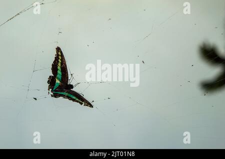 Les papillons sont des insectes avec des ailes transparentes qui utilisent leurs pieds au goût. Ici, un papillon est piégé par une araignée dans une toile d'araignée. Banque D'Images