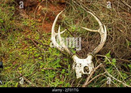 Les bois de cerf sont faits d'os qui poussent et se jettent chaque année. Ils sont le tissu le plus rapide de croissance connu de l'homme qui peut croître d'un demi-pouce par jour. Banque D'Images