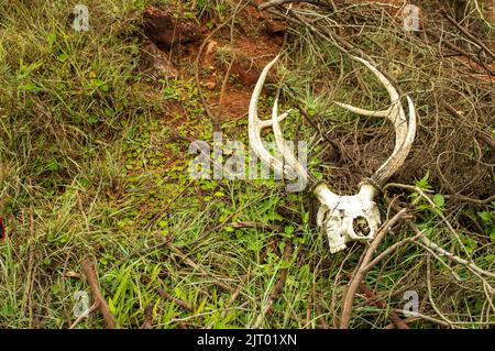 Les bois de cerf sont faits d'os qui poussent et se jettent chaque année. Ils sont le tissu le plus rapide de croissance connu de l'homme qui peut croître d'un demi-pouce par jour. Banque D'Images