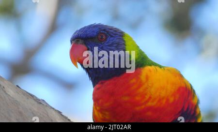 gros plan de l'oiseau-lorikeet arc-en-ciel regardant la caméra contre le ciel bleu Banque D'Images