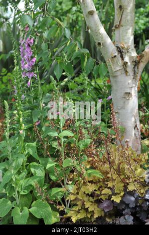 Une bordure de fleur enterre un bouleau (Betula) dans un jardin avec des Heuchera à feuilles orange et pourpres et des foxglove roses (Digitalis purpurea) en mai Banque D'Images