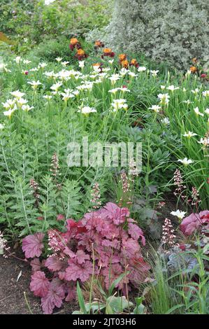 Une bordure de fleur dans un jardin avec des Heucheras à feuilles roses et pourpres foncé, de la sauge russe (Perovskia) et des drapeaux sibériens (Iris sibirica) White Swirl en mai Banque D'Images