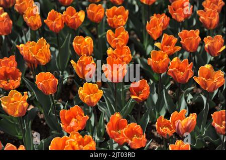 Tulipes de Triumph d'orange (Tulipa) Prinses Irene fleurissent dans un jardin en avril Banque D'Images