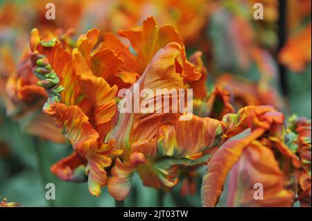 Tulipes de perroquet d'orange (Tulipa) Prinses Irene Parkiet fleurissent dans un jardin en avril Banque D'Images