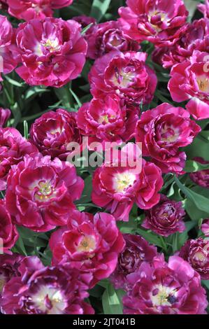 Fleurs de pivoine Double tulipes tardives (Tulipa) Violet Boy fleurissent dans un jardin en avril Banque D'Images