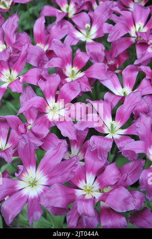 Tulipes roses et blanches à fleurs de nénuphars (Tulipa) Purple Dream Bloom dans un jardin en avril Banque D'Images