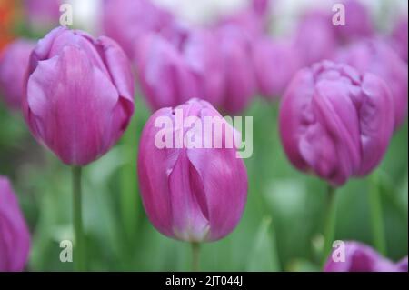 Tulipes triomphales (Tulipa) drapeau pourpre fleurissent dans un jardin en avril Banque D'Images