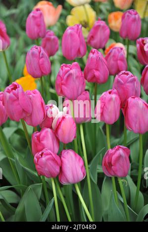 Rose Darwin tulipes hybrides (Tulipa) Purple Pride fleurissent dans un jardin en avril Banque D'Images