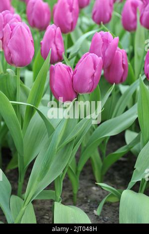 Tulipes simples (Tulipa) le Prince pourpre fleurit dans un jardin en avril Banque D'Images