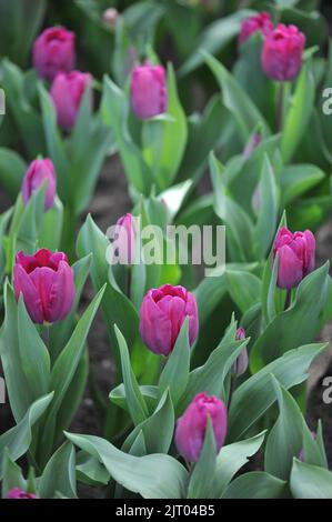 Tulipes de triomphe (Tulipa) fleur d'étoiles pourpre dans un jardin en avril Banque D'Images