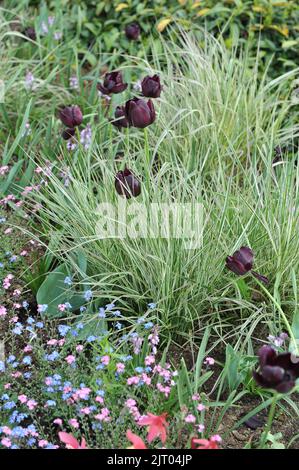 Violet foncé tulipes tardives (Tulipa) Reine de la nuit floraison dans un jardin en avril Banque D'Images