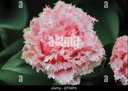 Tulipes roses à double frange (Tulipa) Queensland fleurit dans un jardin en avril Banque D'Images