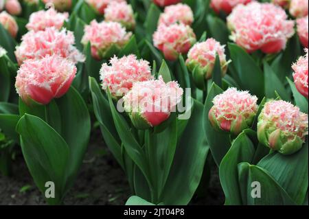 Tulipes roses à double frange (Tulipa) Queensland fleurit dans un jardin en avril Banque D'Images