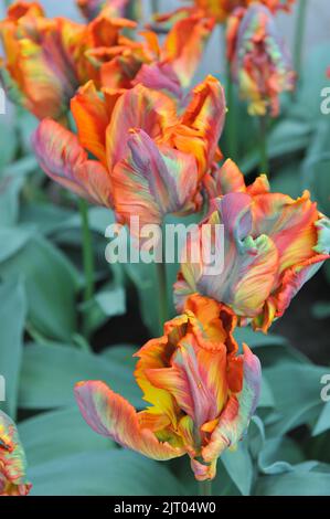 Tulipes rouges et jaunes (Tulipa) Rasta Parrot fleurit dans un jardin en avril Banque D'Images