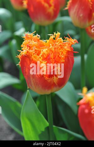 Tulipes rouges et jaunes (Tulipa) fleurissent en temps réel dans un jardin en mars Banque D'Images