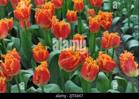 Tulipes rouges et jaunes (Tulipa) fleurissent en temps réel dans un jardin en mars Banque D'Images