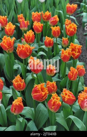 Tulipes rouges et jaunes (Tulipa) fleurissent en temps réel dans un jardin en mars Banque D'Images