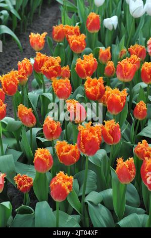 Tulipes rouges et jaunes (Tulipa) fleurissent en temps réel dans un jardin en mars Banque D'Images