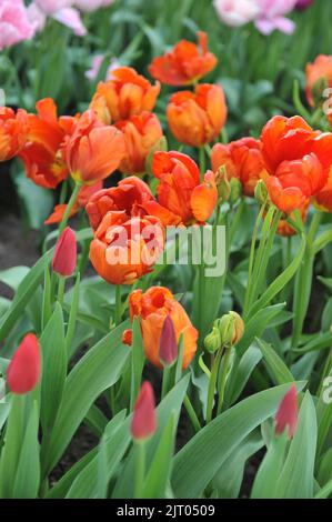 Tulipes orange-rouge (Tulipa) le perroquet rouge vif fleurit dans un jardin en avril Banque D'Images