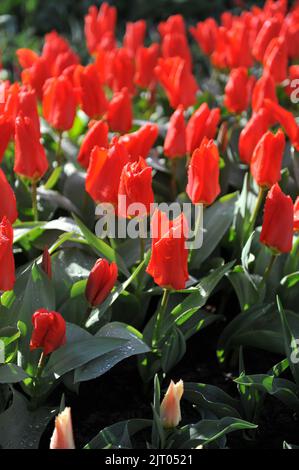 Tulipes Fosteriana (Tulipa) l'empereur rouge fleurit dans un jardin en avril Banque D'Images