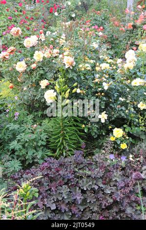 Une bordure de fleur dans un jardin avec heuchera violet foncé, nénuphars et roses Banque D'Images