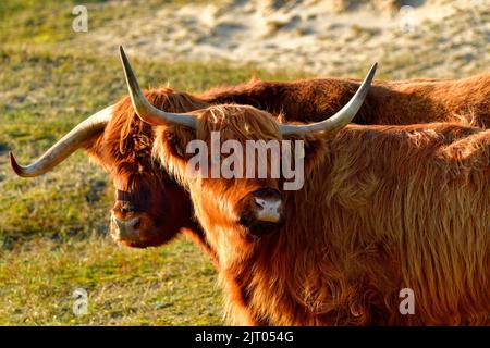 Portrait de deux bovins des Highlands dans la réserve de dunes de la Hollande-Nord. Un taureau et une vache. Schoorlse Duinen, pays-Bas. Banque D'Images