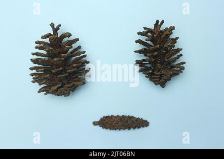 Ensemble de cônes de conifères faisant face isolée sur blanc Banque D'Images