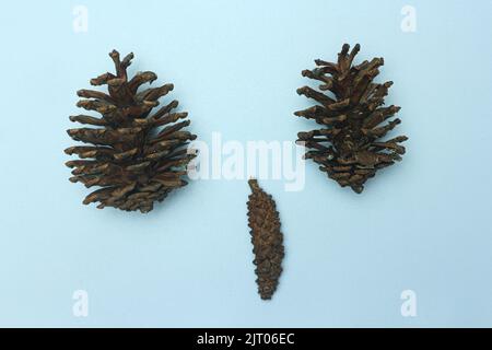 Ensemble de cônes de conifères faisant face isolée sur blanc Banque D'Images