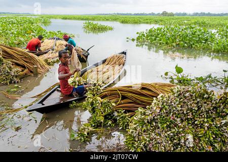 Munshiganj, Dhaka, Bangladesh. 27th août 2022. Les agriculteurs organisent des grappes de lilas d'eau après les avoir récolté dans les zones humides de Munshiganj, à la périphérie de Dhaka, au Bangladesh. Flottant à travers un canal de 5 000 hectares, les agriculteurs utilisent leurs petits bateaux pour chercher des nénuphars et les vendre sur le marché. Ils commencent à travailler très tôt le matin à partir de 6 heures dans le canal et travaillent jusqu'à l'après-midi. La fleur nationale du Bangladesh, le nénuphars ne fleurit qu'à un moment précis de la Monsoon, de juillet à novembre. Chaque fleur est soigneusement cueillie à la main, récoltée à l'intérieur du petit bateau en bois des agriculteurs, TI Banque D'Images