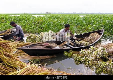 Munshiganj, Dhaka, Bangladesh. 27th août 2022. Les agriculteurs organisent des grappes de lilas d'eau après les avoir récolté dans les zones humides de Munshiganj, à la périphérie de Dhaka, au Bangladesh. Flottant à travers un canal de 5 000 hectares, les agriculteurs utilisent leurs petits bateaux pour chercher des nénuphars et les vendre sur le marché. Ils commencent à travailler très tôt le matin à partir de 6 heures dans le canal et travaillent jusqu'à l'après-midi. La fleur nationale du Bangladesh, le nénuphars ne fleurit qu'à un moment précis de la Monsoon, de juillet à novembre. Chaque fleur est soigneusement cueillie à la main, récoltée à l'intérieur du petit bateau en bois des agriculteurs, TI Banque D'Images