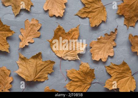 Composition d'automne. Motif composé de feuilles d'automne sur fond de béton gris foncé. Flat lay, vue de dessus Banque D'Images