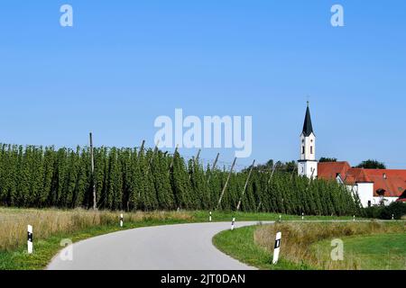 Eglise, steeple, Hop, houblon prêt pour la récolte, vue d'ensemble du jardin du houblon, champ du houblon, vignes du houblon, paysage, vue d'ensemble, Holledau, Hallertau, haute-Bavière, Banque D'Images