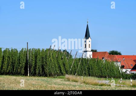 Eglise, steeple, Hop, houblon prêt pour la récolte, vue d'ensemble du jardin du houblon, champ du houblon, vignes du houblon, paysage, vue d'ensemble, Holledau, Hallertau, haute-Bavière, Banque D'Images