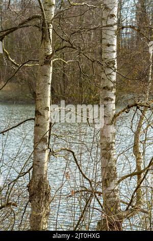 Un gros plan de troncs d'arbre minces contre un beau lac, un plan vertical Banque D'Images