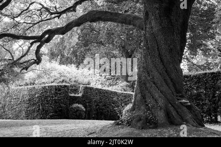 Tronc d'arbre torsadé et texturé, photographié dans un jardin à Leighton Buzzard, Buckinghamshire, Royaume-Uni. Banque D'Images