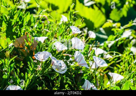 Les fleurs de l'herbe à poux Convolvulus arvensis créent des images naturelles uniques parmi l'herbe. Banque D'Images