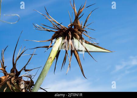 La fleur séchée de Strelitzia reginae change en tête de semence, Bloom est allé à la graine, affichage Banque D'Images