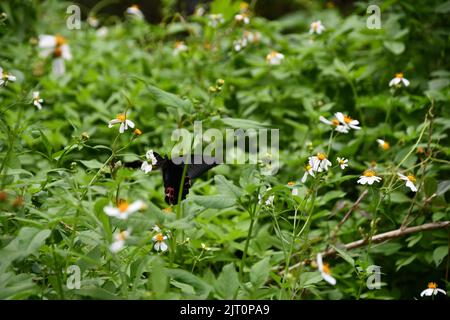 Cliché sélectif d'un papillon sur une fleur Banque D'Images