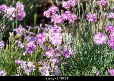 Un gros plan de rose sauvage (Dianthus pludarius) qui fleurit dans un jardin Banque D'Images