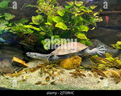 La tortue brune nage dans un aquarium parmi les algues vertes Banque D'Images