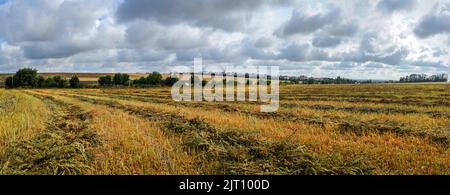 vue panoramique des gerbes nichées après récolte dans le champ de sarrasin, beau ciel et village à l'horizon Banque D'Images