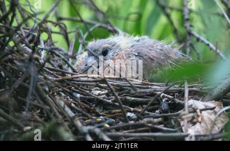 Un gros plan d'un mignon poussin de tortue assis sur un nid dans le jardin sur un fond vert flou Banque D'Images