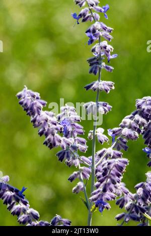 Perovskia 'Little Spire', Fleur, Perovskia atriplicifolia, sauge russe, Salvia yangii, Fleurs, sauge, détail Banque D'Images