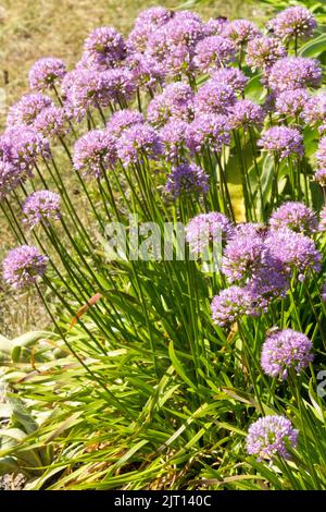 Allium senescens, fleurs, jardin, Alliums, ciboulette bouclée, ail de montagne, oignon ornemental, jardin de ciboulettes en fleurs roses Banque D'Images