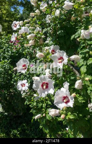 Arbuste, Hibiscus syriacus Tree, Blooming, Hibiscus syriacus 'cœur rouge', arbuste à fleurs Banque D'Images
