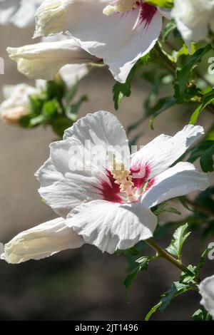 Rose des fleurs de Sharon fleur centrale blanche Hibiscus syriacus 'cœur rouge' Banque D'Images